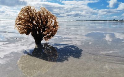 Sea of Reflection